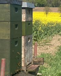 Bienenbeute im Rapsfeld