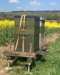 Bienenbeute im Rapsfeld